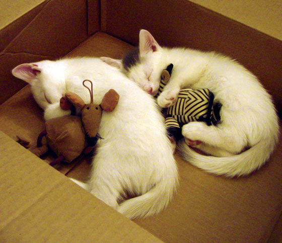 赛道与绿茵场的双重奏，卡塞米罗F1首秀称王，毕尔巴鄂横扫爱尔兰